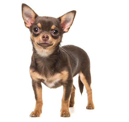 Kurzhaar Chihuahua