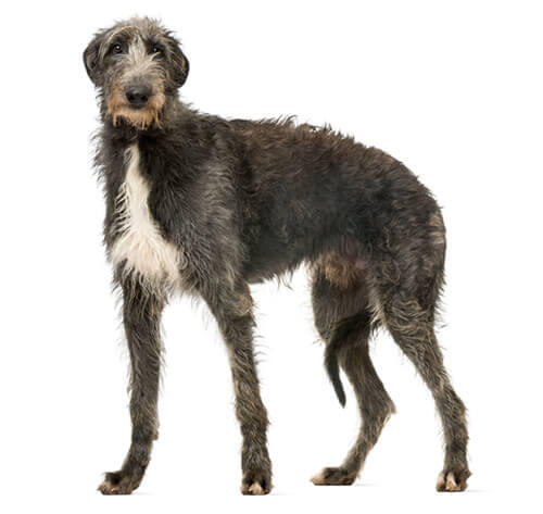 Deerhound