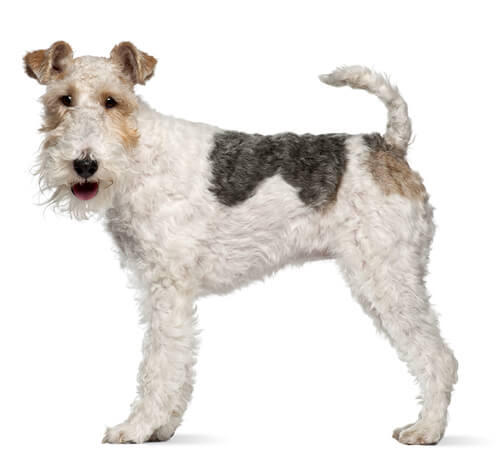 Drahthaar Foxterrier 