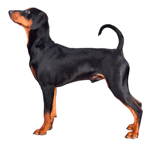 Deutscher Pinscher