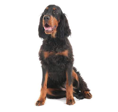 Gordon Setter