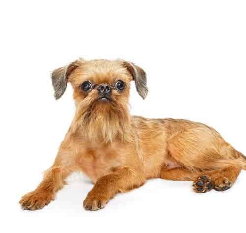 Brüsseler Griffon Rauhaar