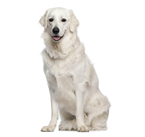 Hungarian Kuvasz