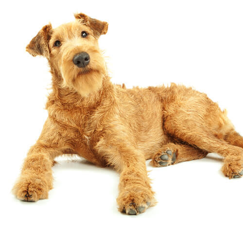 Irish Terrier