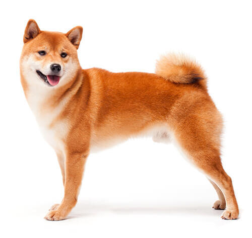 Shiba