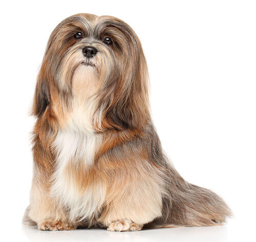 Lhasa Apso