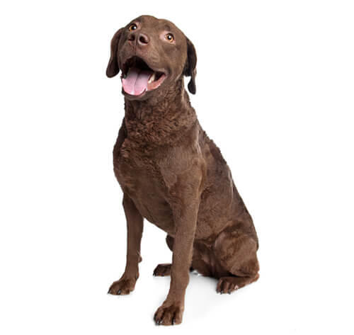 Chesapeake Bay Retriever