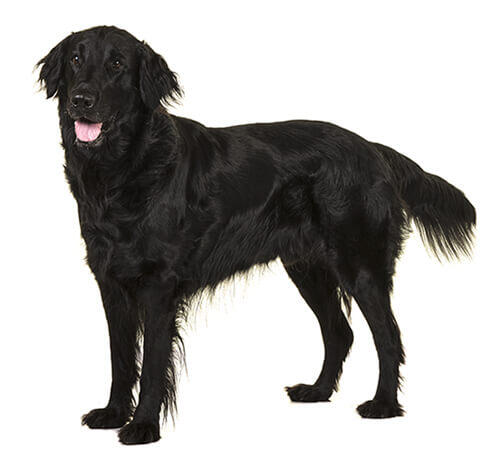 Flat Coated Retriever