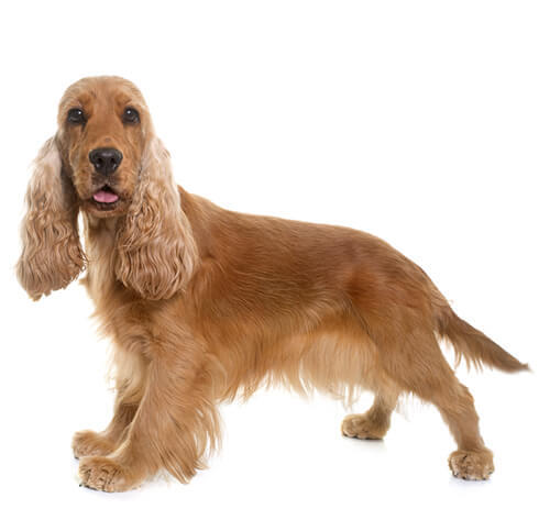 English Cocker Spaniel