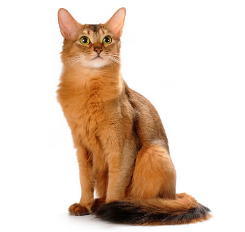 Somali-Katze