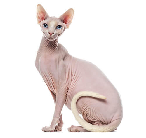 Sphynx-Katze