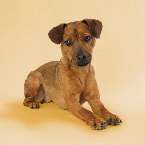 Patterdale Terrier