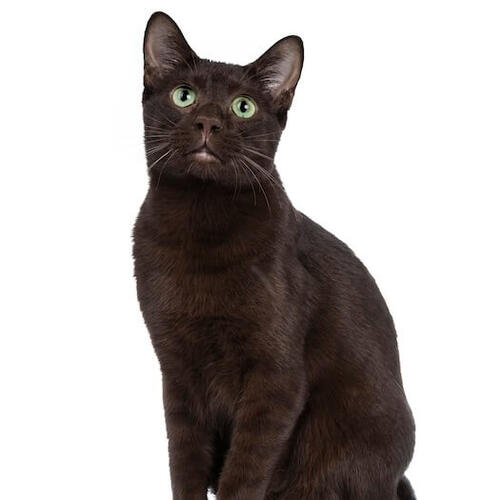Havana Brown Katze
