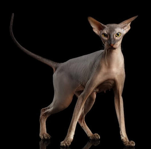 Peterbald