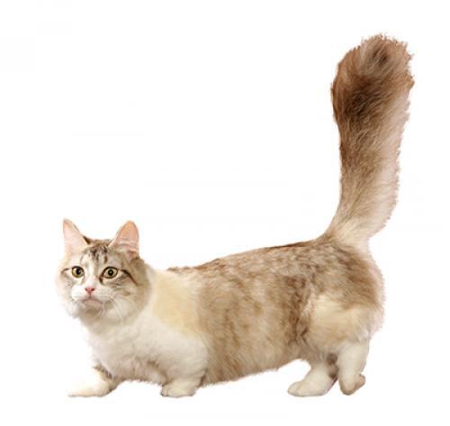 munchkin rassebeschreibung purina