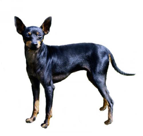 English Toy Terrier 