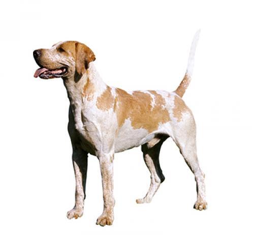 Foxhound