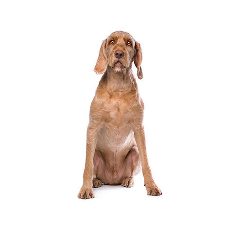 Magyar Vizsla Drahthaar