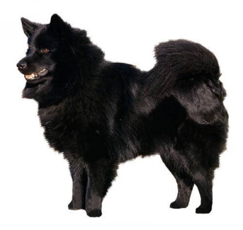 Schwedischer Lapphund