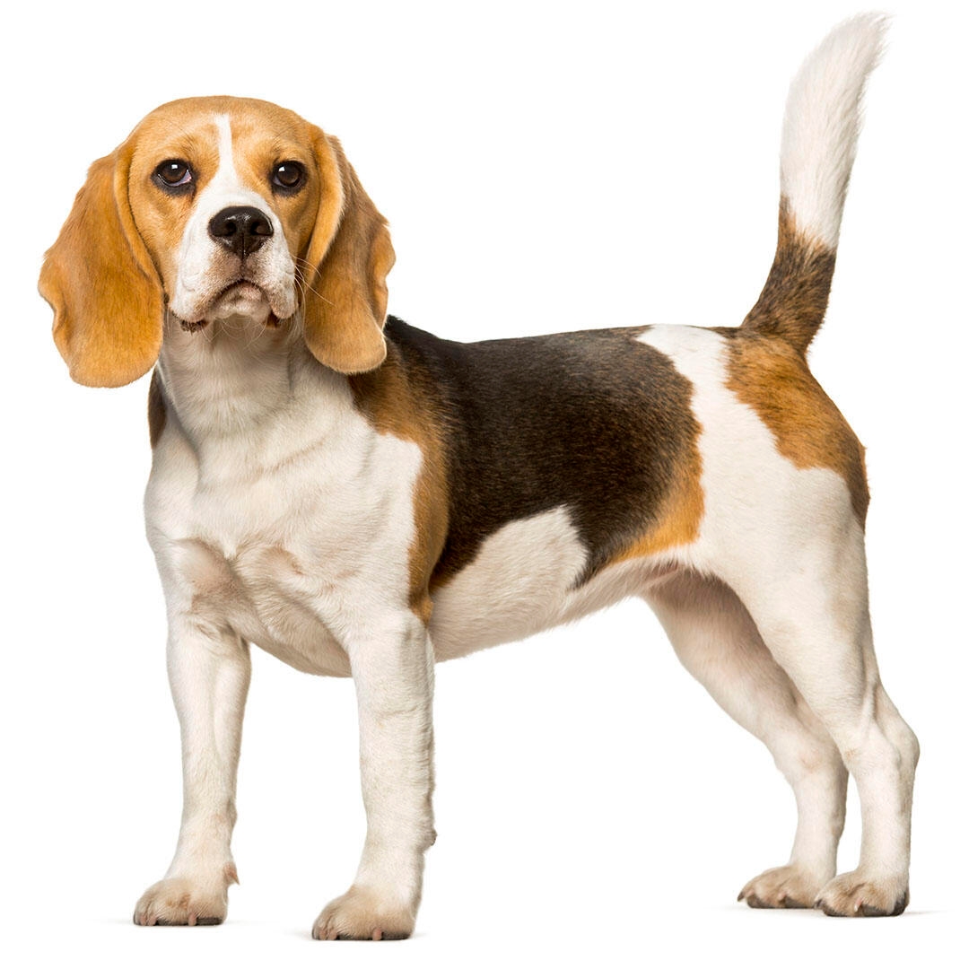 Beagle-Hunderasse