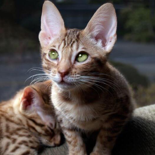 Zwei Ocicat-Kätzchen bereiten sich auf den Schlaf vor