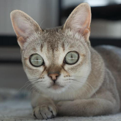 Singapura-Katze schaut der Maus zu und möchte spielen