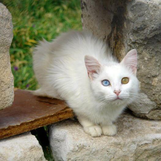 Die türkische Van-Katze sitzt auf dem Balkon