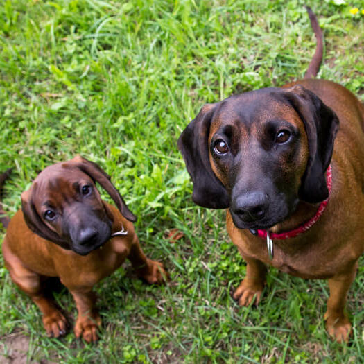 Zwei Bayerische Gebirgshunde schauen den Besitzer an
