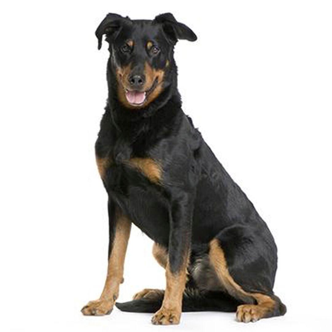 Beauceron Rassebeschreibung PURINA