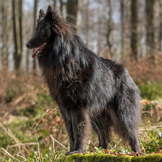 Belgischer Schäferhund Groenendael im Wald