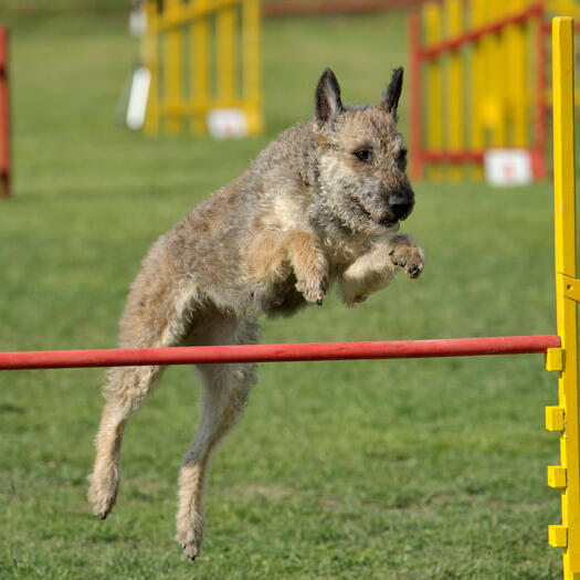 Belgischer Schäferhund Laekenois springt über das Hindernis