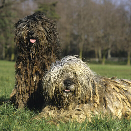 Zwei Bergamasco-Hunde auf dem Feld