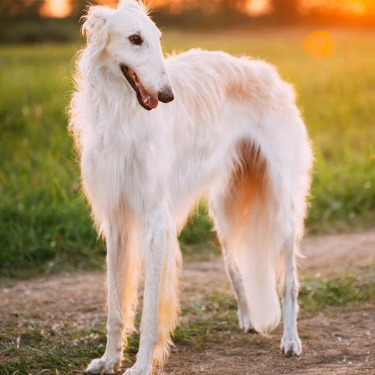 Weißer Barsoi-Hund, der nach rechts schaut