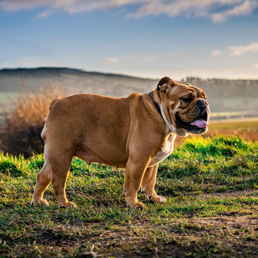 Bulldogge steht auf dem Feld