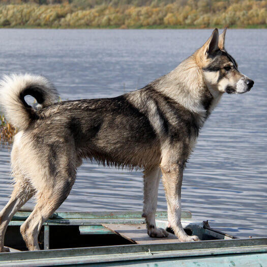 Kanadischer Eskimohund in der Nähe des Wassers