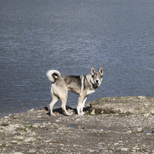 Kanadischer Eskimohund steht an der Küste