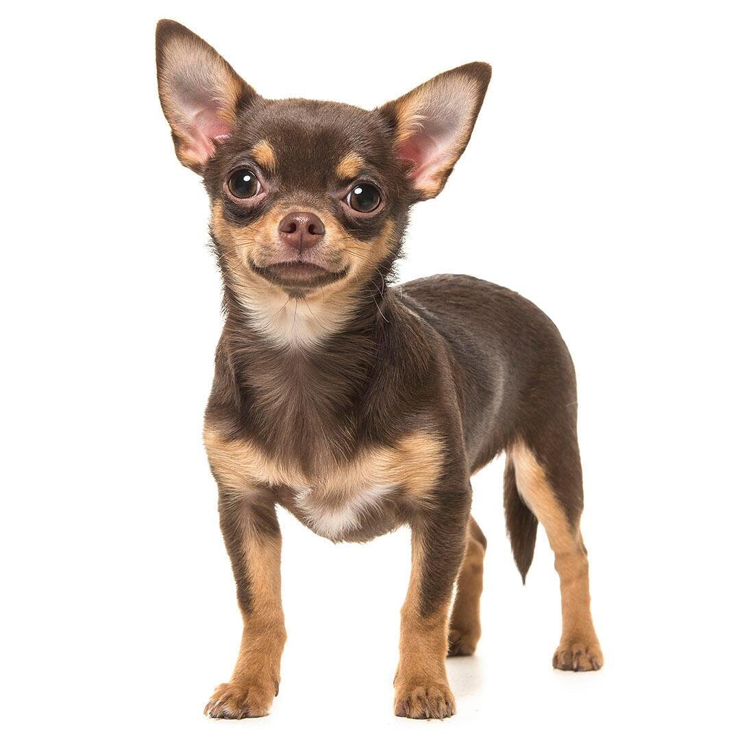 Kurzhaar Chihuahua Rassebeschreibung PURINA Kurzhaar Chihuahua Rassebeschreibung PURINA