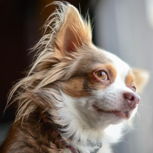 Brauner Langmantel-Chihuahua beobachtet