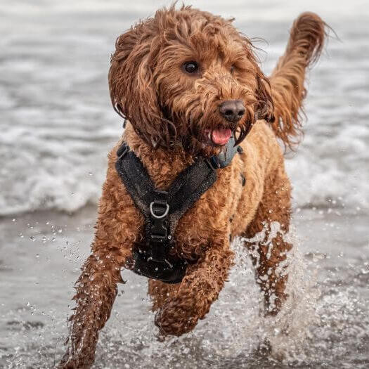 Cockapoo-Hund läuft am Meer