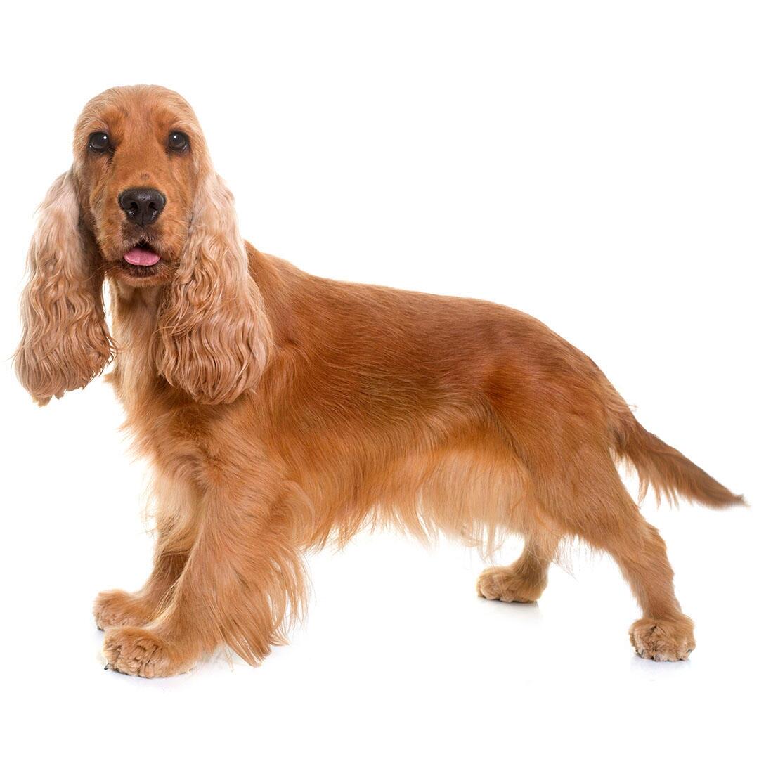 English Cocker Spaniel Rassebeschreibung PURINA