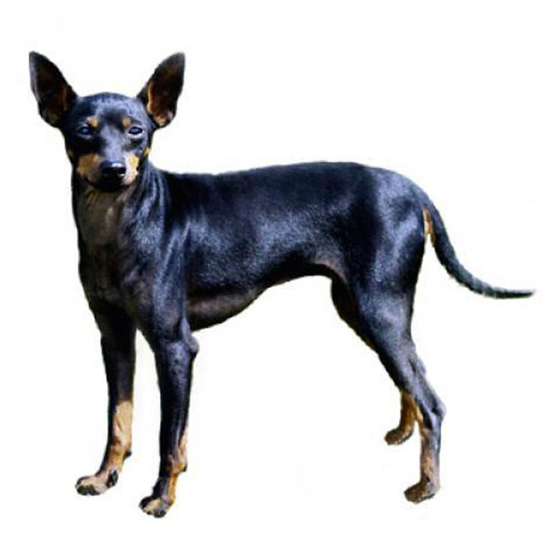 Englischer Toy Terrier (Black & Tan) Hunderasse