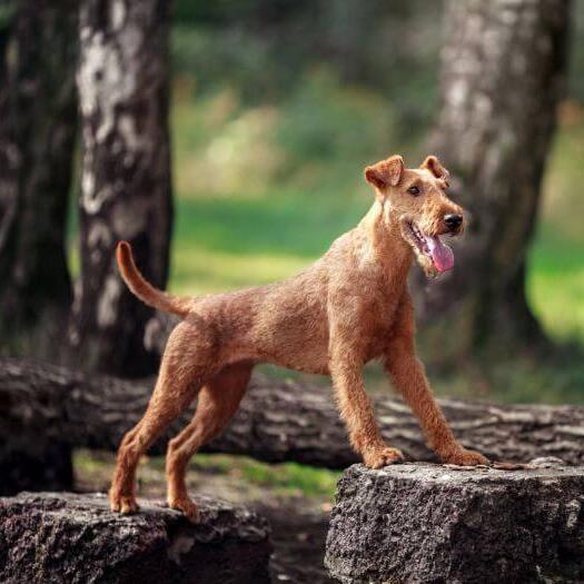 Irish Terrier im Wald