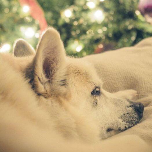 Norwegischer Buhund macht ein Nickerchen in der Nähe des Weihnachtsbaums