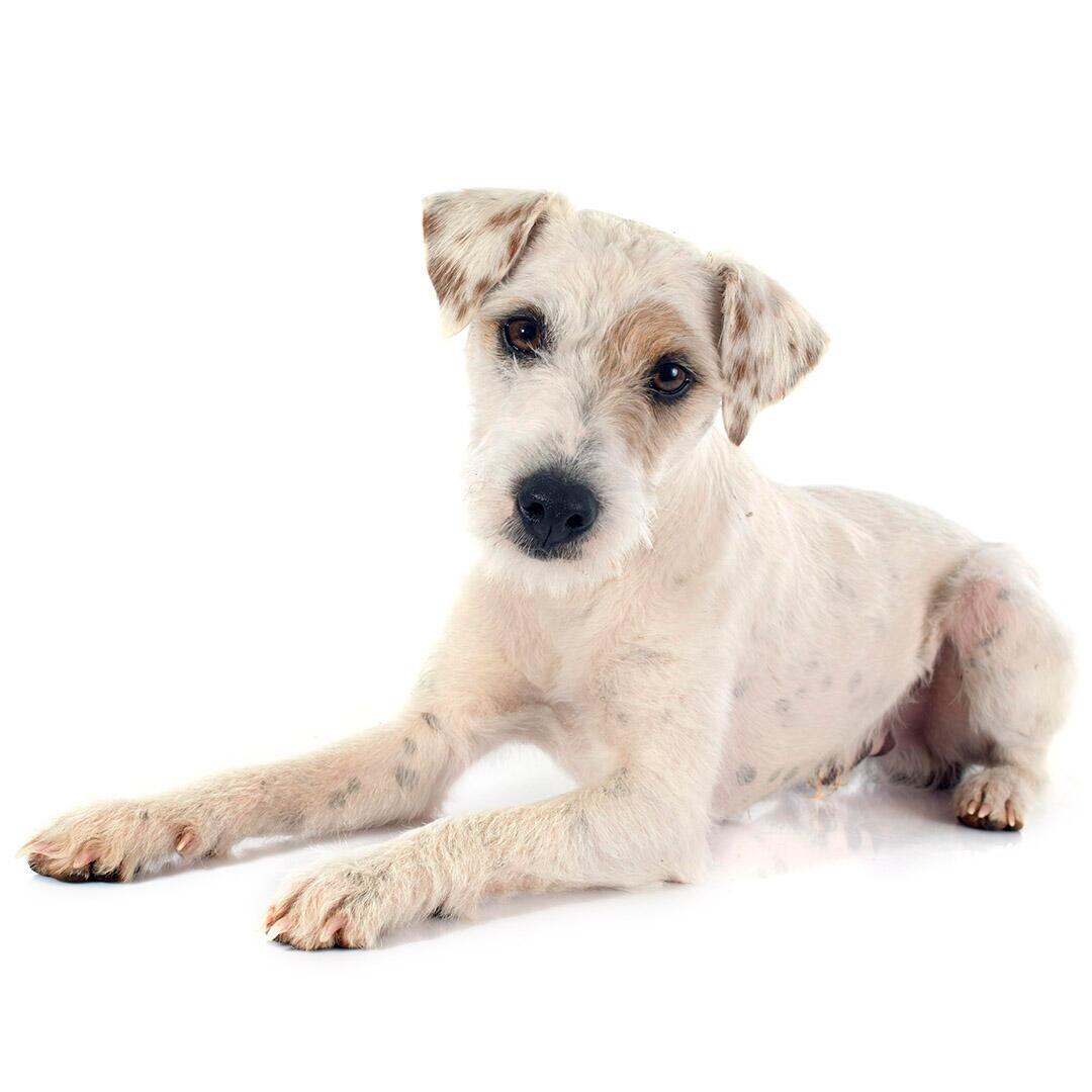 Hunderasse Parson Russell Terrier