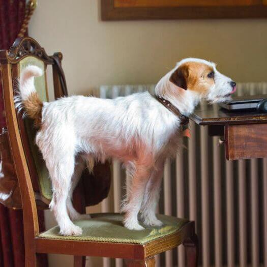 Parson Russell Terrier auf dem Stuhl