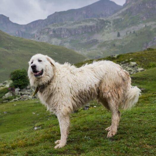 Pyrenäen-Sennenhund steht in der Nähe der Berghänge