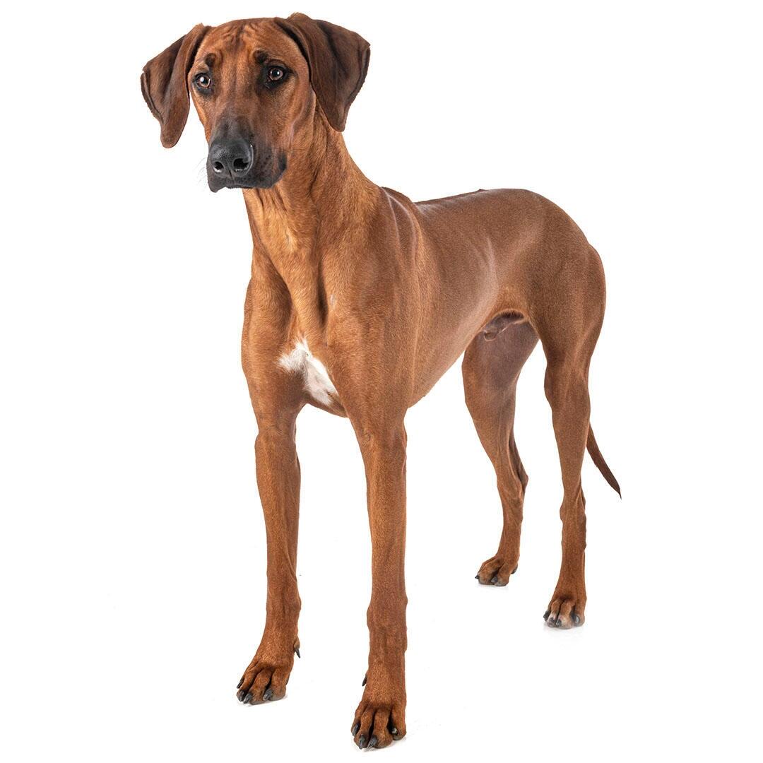 Rhodesian Ridgeback: Rassebeschreibung | PURINA