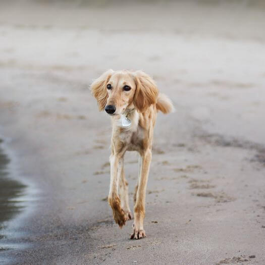 Saluki-Hund läuft am Strand