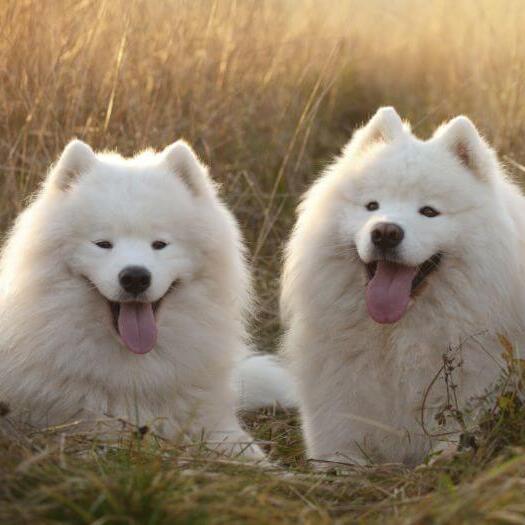 Drei Samojeden-Hunde liegen auf dem Feld