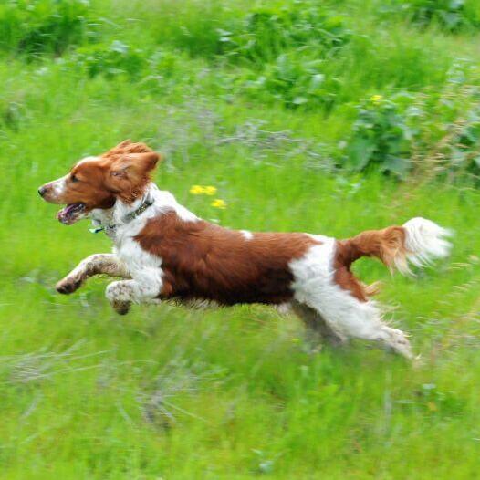Spaniel (Welsh Springer) läuft auf einem Feld mit Gras